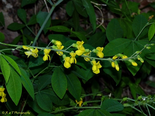 {Thermopsis fraxinifolia}